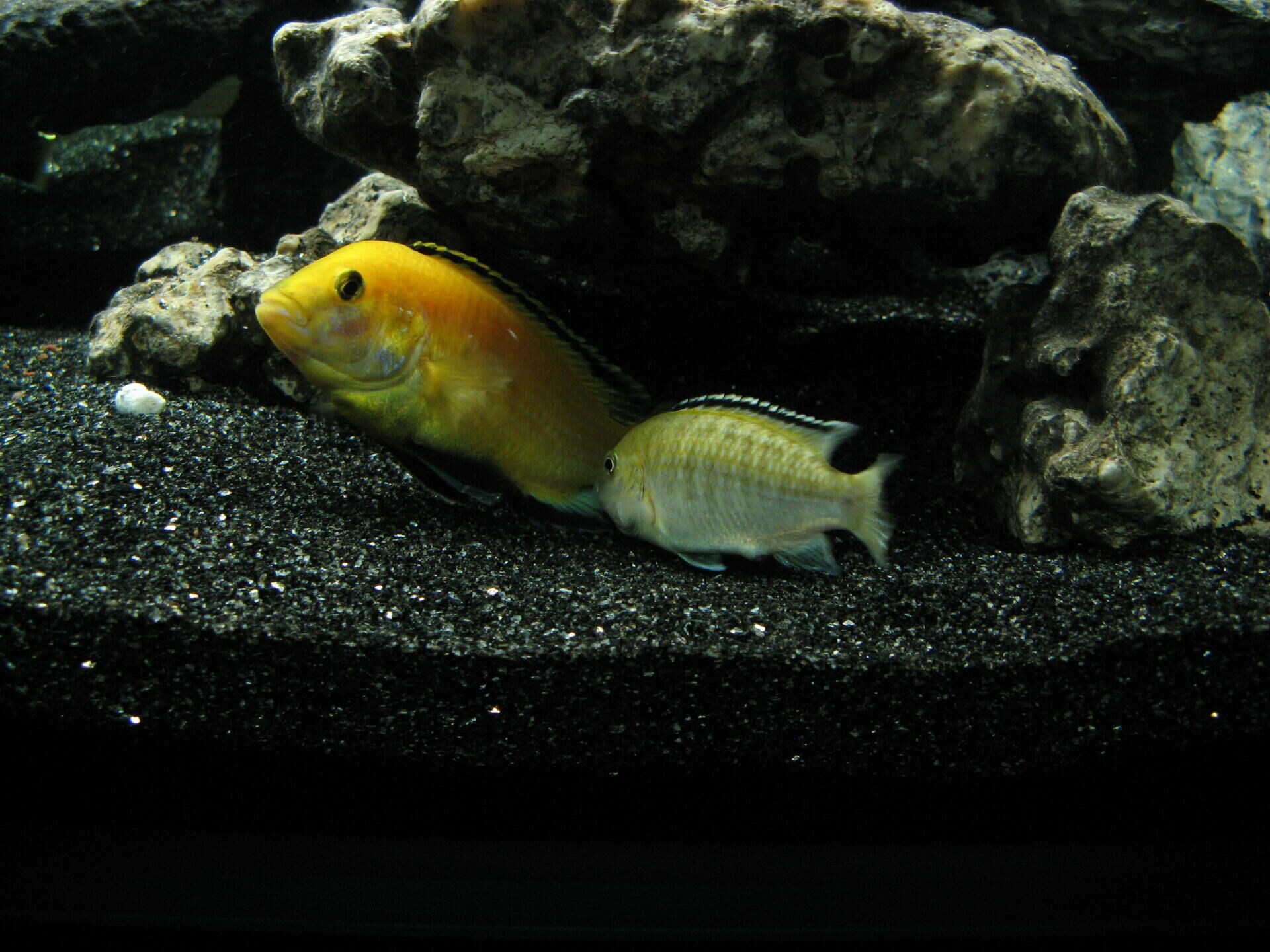 Imagem do Labidochromis